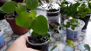 Пополняем свои коллекции. Продажа комнатных цветущих растений