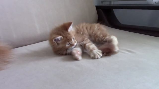 Котенок мейн-кун Симба под защитой старшего брата! смотреть онлайн