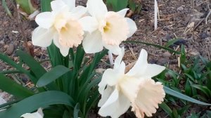 БРИТИШ ГЭМБЛ нарциссы