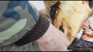 Խոզի Միս Կաշի ու մի կում Գինի  Свиная шкурка  и глоток Вина  Жизнь в Шамшадине