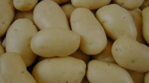 Картофель Королева Анна Описание Сорта Фото