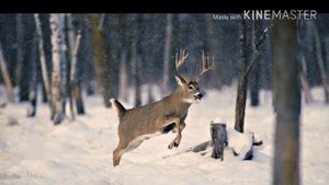 Цигун. Игры пяти животных. Бегущий олень.