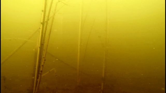 Природные биотопы, среда обитания. смотреть онлайн