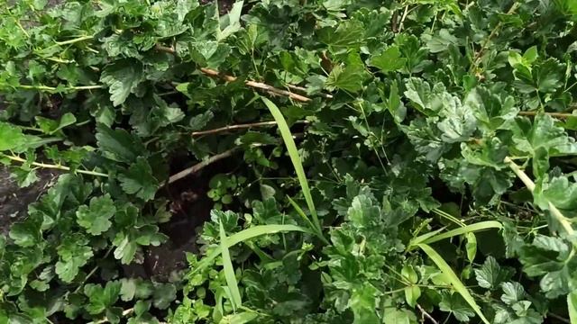 Крыжовник ОРФЕЙ - чудо-сорт! Омск,23.07.2023г. смотреть онлайн