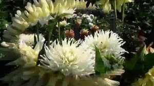 Георгины. Цветение кактусов  2 часть 2019