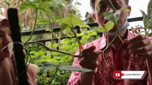 CARA KEKINIAN & AMPUH MEMPERBANYAK Syngonium Mojito