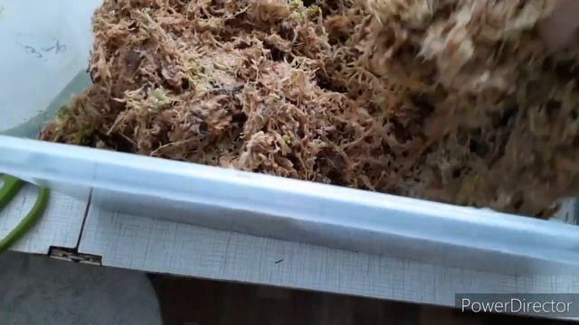 Орхидеи мой мирок /Продолжения подарков/новый эксперимент с деткой без смотреть онлайн