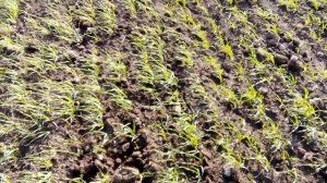 Агрофак 100 оз пшеница