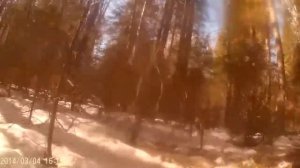 новые правила охоты.хаски на лося