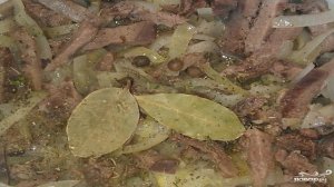 Язык, тушенный в сметане