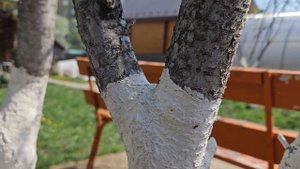 краска для деревьев очень полезная от насекомых и солнца. защита коры деревьев