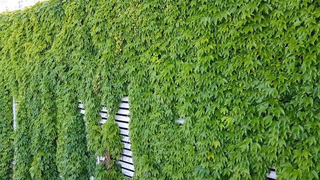 Девичий виноград | Жизнь на Юге смотреть онлайн