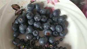 Голубика или черника?