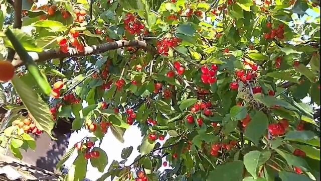 Черешня. Полезные свойства и противопоказания