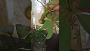 Шеффлера. Что делать, если появились пятна на листьях