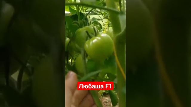 сорт Любаша F1