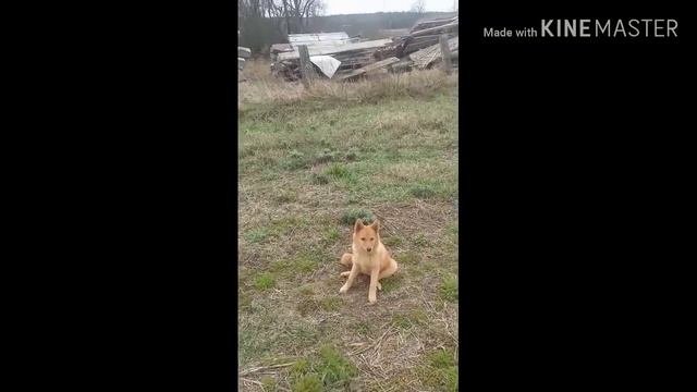 Воспитание щенка лайки