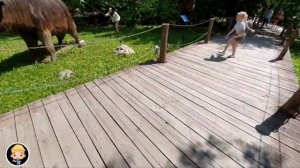 ?Дино Парк в Москве июль 2022 года. ✌️TeaMMooR .?17городок. Dinosaur park ?