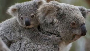 Коала - животные красной книги(Австралия) #32