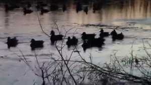 Чирки - клоктунки. Якутия