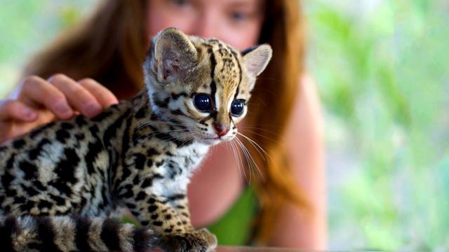 Тупые законы США | Часть 1 смотреть онлайн