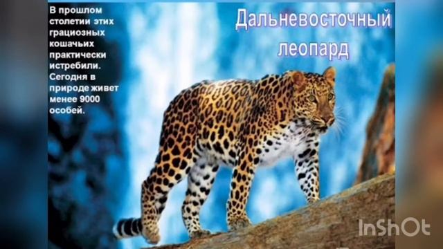 Проект "Перелётные птицы"/группа «Пчелка» Воспитатели Мамонтова Ю.Н., Щурова Т.А смотреть онлайн