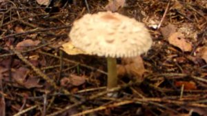 гриб зонтик краснеющий