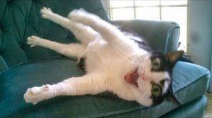 Жизнь домашних животных #5