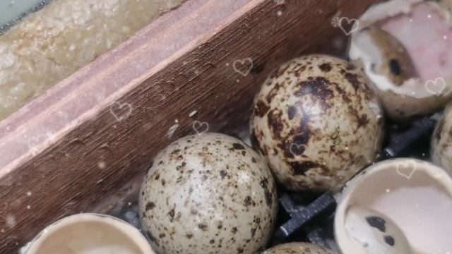 1.12.2021 Отличный оплод и вылупление, техасские перепела смотреть онлайн