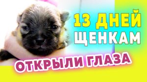 Щенкам шпица 13 дней. Шпицы открыли глаза, учатся ходить. Шпиц Бэлла держит оборону. Оли не отстает