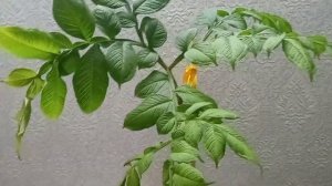 Аморфофаллус. комнатное растение.немного о растении и об уходе за ним. 6.02.23 год