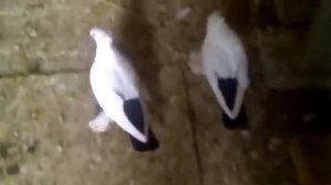 Северокавказские чернохвостые голуби