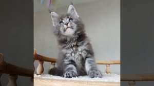 ДивоКун Царевич (8 недель). Котик Мейн-кун окрас голубой мраморный (MCO а22)