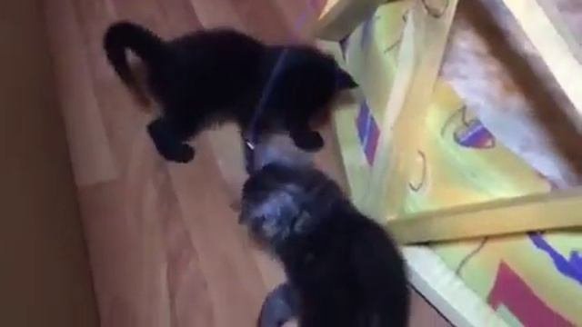 Котята Мейн-кун 1 месяц