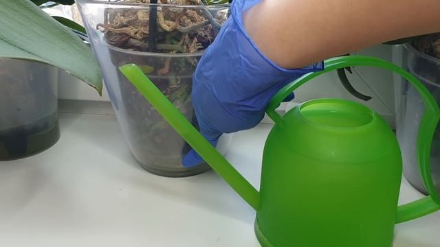 Надо ПОЛИВАТЬ орхидею этим ДЛЯ ЦВЕТЕНИЯ орхидеи // Орхидеи ЦВЕТУТ долго и пышно смотреть онлайн