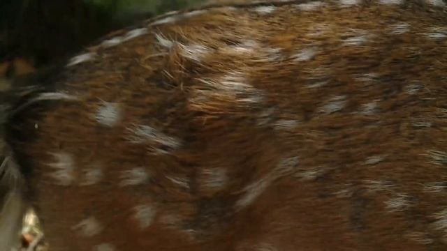 Олени в заповеднике на Дальнем Востоке - Почемучка - С добрым утром, малыши! смотреть онлайн