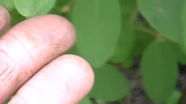 Обзор жимолости голубое веретено (13 мая созрела полностью) смотреть онлайн