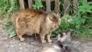 Один Кот Против Банды Котов! Кошачьи Бои!