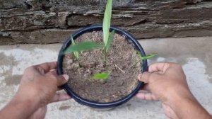 How to grow lots of ginger in container | Grow ginger from ginger | Grow ginger in pots