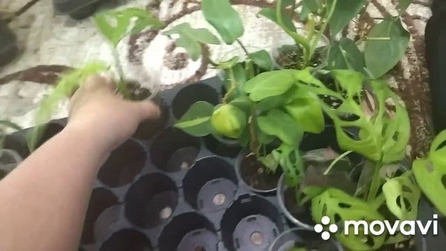 Излишки разных комнатных растений. Цветы почтой.
