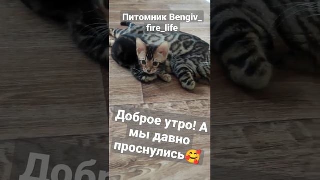 Питомник бенгальских кошек