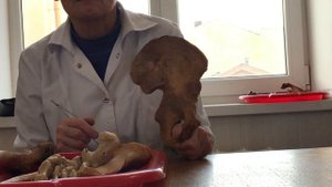 Пояс нижних конечностей. Часть 1