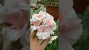 Цветение сортовых пеларгоний ?Марокканская принцесса ?ИриолПерламутр?Лиа Марцелина?