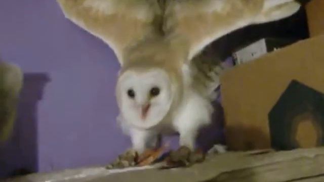 Сова и хорек смотреть онлайн