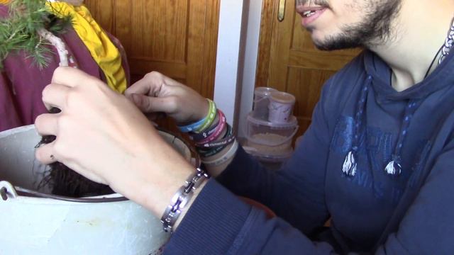 Trasplante bonsai pino carrasco. Disfrutabonsai смотреть онлайн