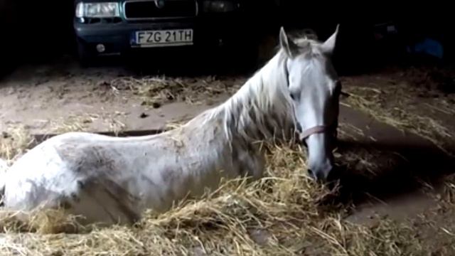 «Только не умирай!» Хозяин умолял лошадь не умирать, а дальше настоящее чудо! смотреть онлайн