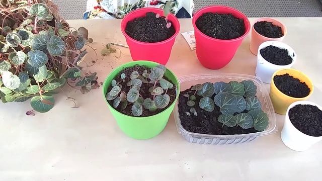 Камнеломка плетистая или strawberry begonia. Способы размножения.