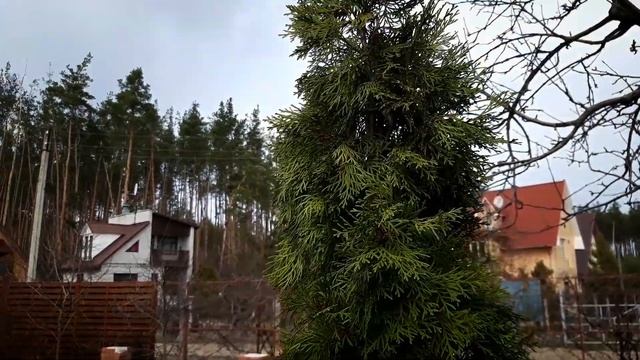 Хвойные весной.Первые работы.Чистка.Обработка.Стрижка кипарисовика.#Сад СветаСветланы #Дача#