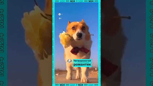 Романтичный пёс — Москва 24