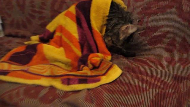 HD TEST CAT CANON IXUS 220 HS смотреть онлайн